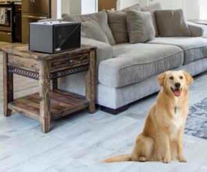 Pet Dog sitting in a living room with a Maxum Pet Air Purifier on the table